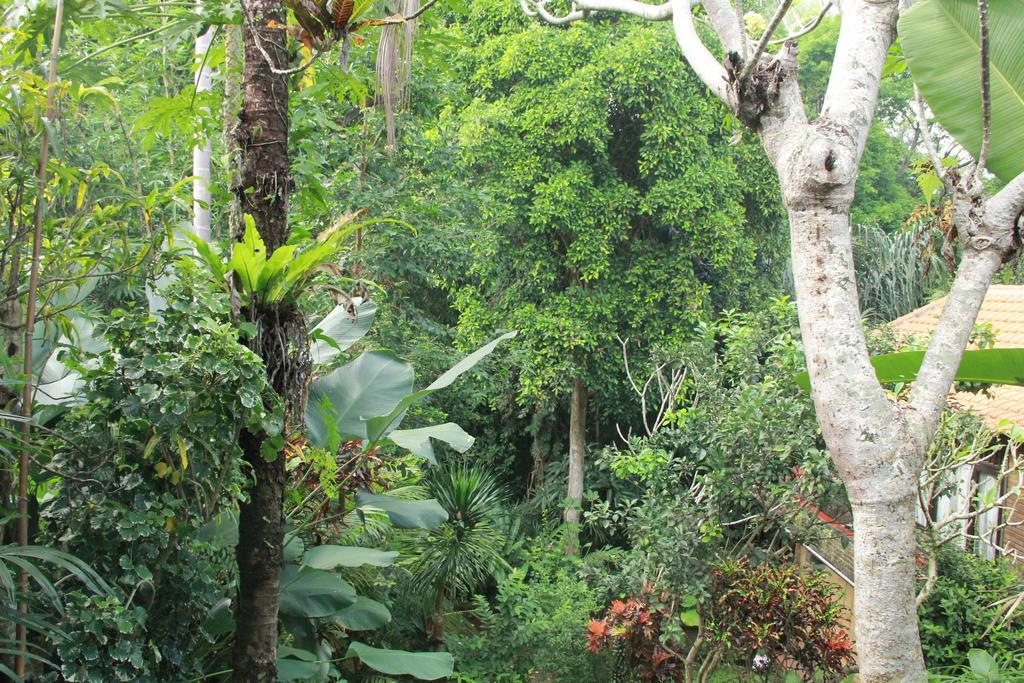 Aji Lodge Bungalow Ubud Chambre photo
