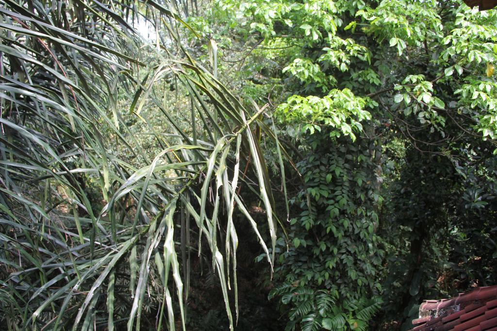 Aji Lodge Bungalow Ubud Extérieur photo